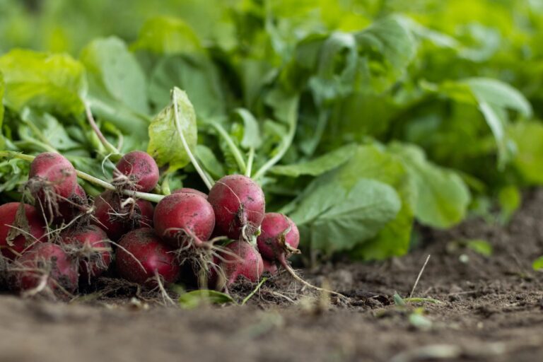 Radish bed soil
