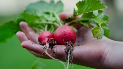 How to raise crunchy homegrown radishes from seed to plate