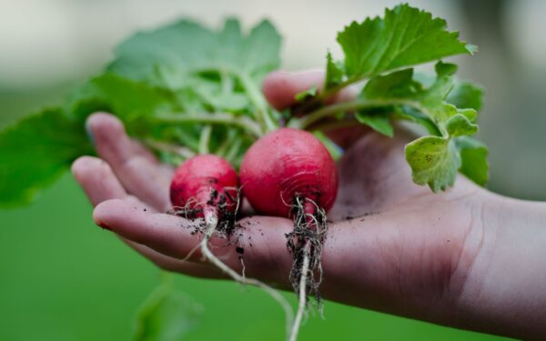 How to raise crunchy homegrown radishes from seed to plate