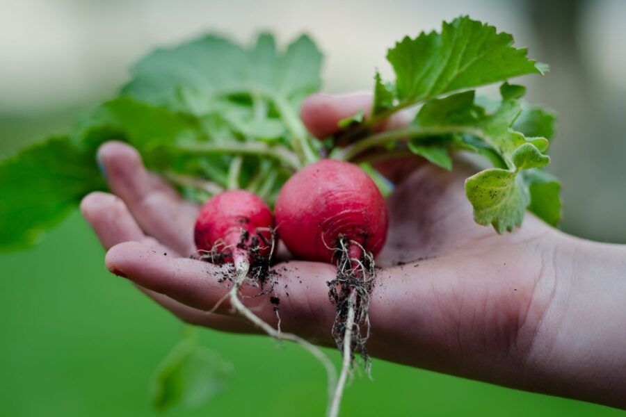 Radish bed soil