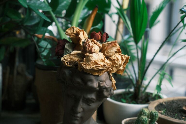 Wilted indoor plant