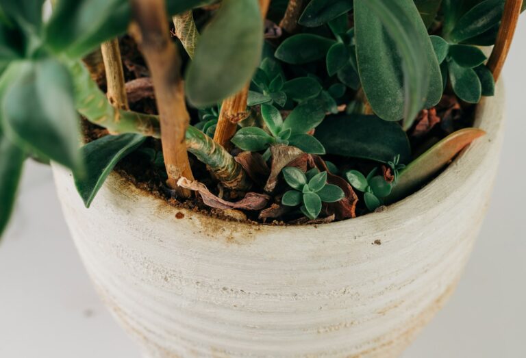 Indoor houseplant dry