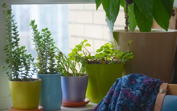 How to recognize and fix light stress in houseplants