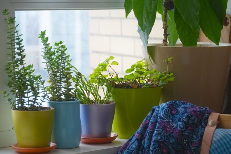 Houseplant window sill
