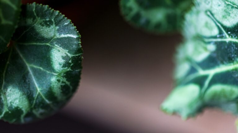 Close sunburned houseplant