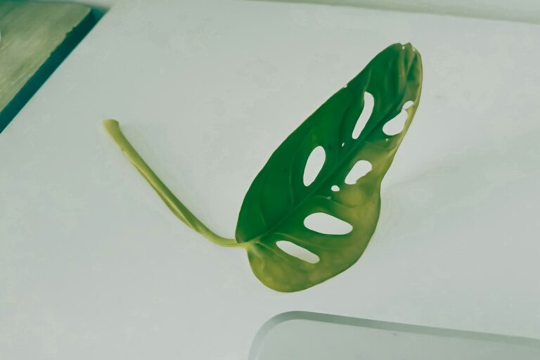 Indoor houseplants close