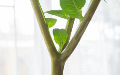 How to recognize and fix nutrient deficiencies in your house greenery
