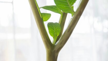 How to recognize and fix nutrient deficiencies in your house greenery