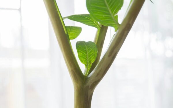 How to recognize and fix nutrient deficiencies in your house greenery