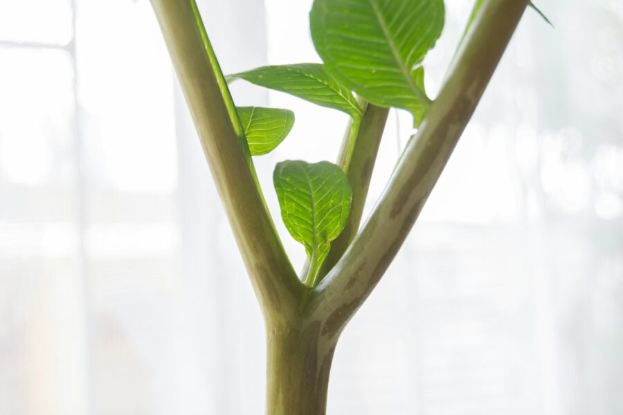 Indoor houseplants close