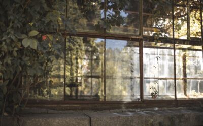 How to recognize and fix signs of too much sun on indoor and outdoor plants