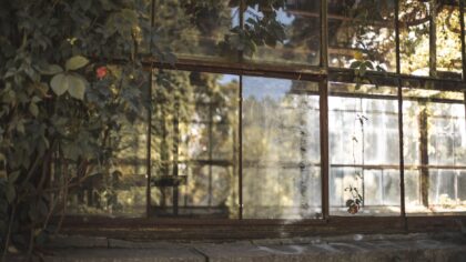 How to recognize and fix signs of too much sun on indoor and outdoor plants