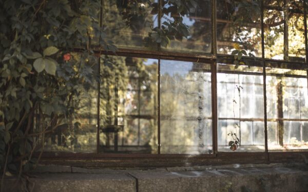 How to recognize and fix signs of too much sun on indoor and outdoor plants