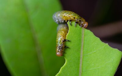 How to recognize and manage caterpillar damage without harming your backyard ecosystem