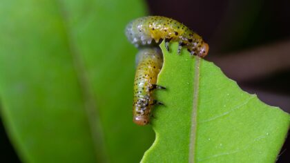 How to recognize and manage caterpillar damage without harming your backyard ecosystem