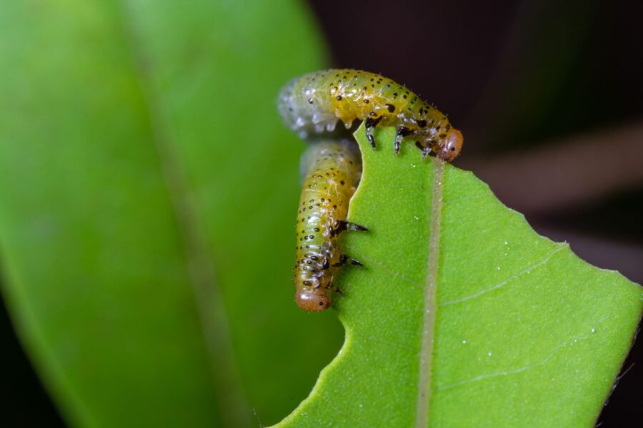Green caterpillar leaf