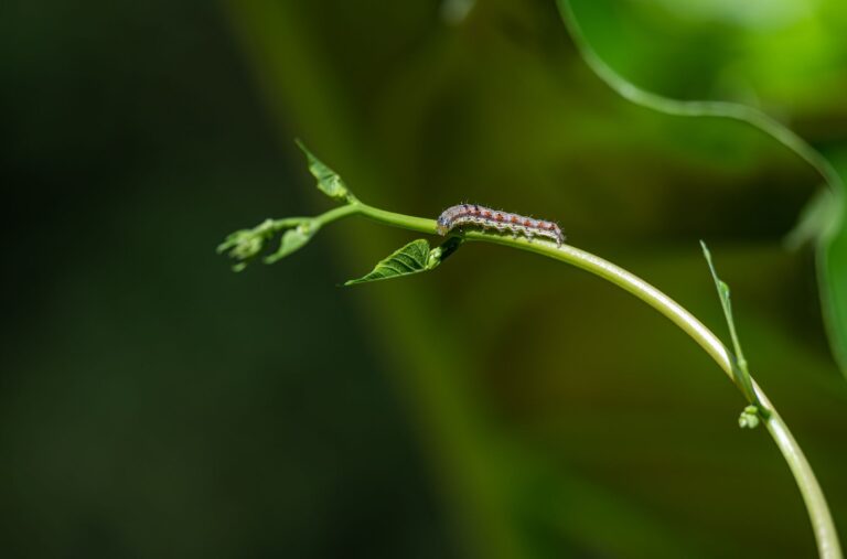 Green caterpillar leaf