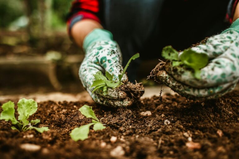 Digging around plant roots garden bed