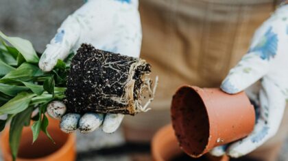 How to recognize and reduce root rot in pots and beds using gentle methods
