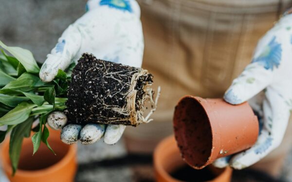 How to recognize and reduce root rot in pots and beds using gentle methods