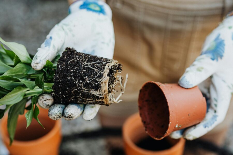 Hand inspecting plant roots pot