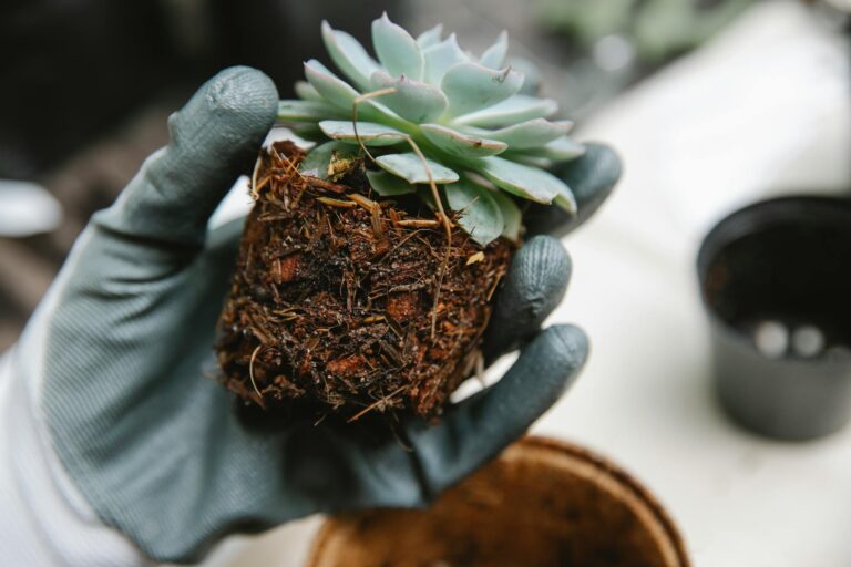 Hand inspecting plant roots pot