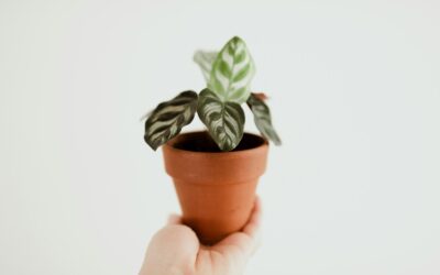 How to remove dead leaves without harming your houseplant