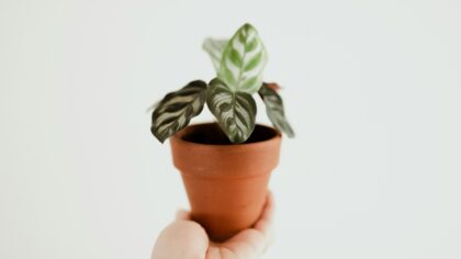 How to remove dead leaves without harming your houseplant