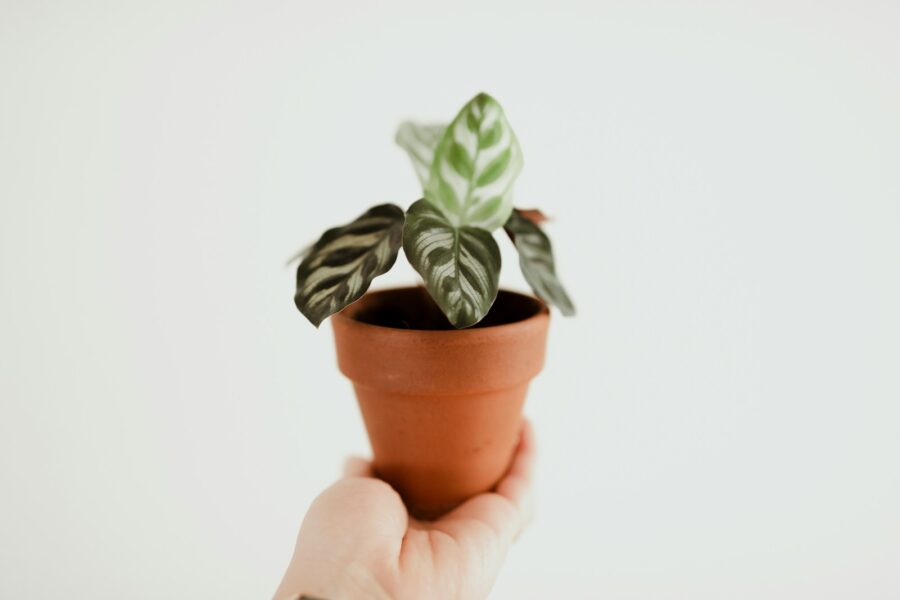 Hand pruning brown