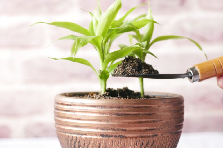 Hand removing brown leaf green potted plant