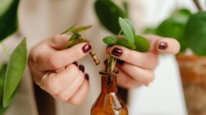 How to safely remove dead leaves so your plants stay healthy and tidy