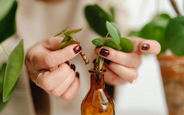 How to safely remove dead leaves so your plants stay healthy and tidy