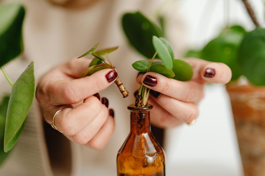 Hand removing brown leaf green potted plant