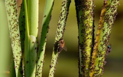 How to spot and control scale insects without harsh chemicals