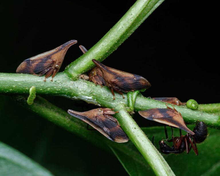 Scale insects plant