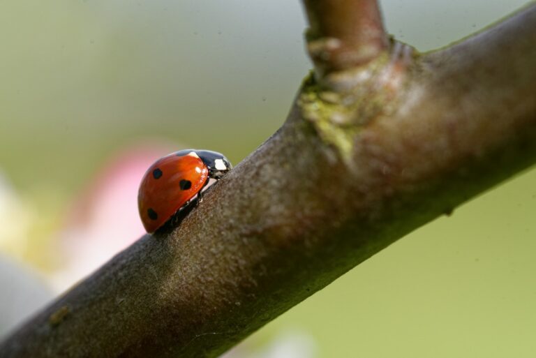 Ladybug eating scale