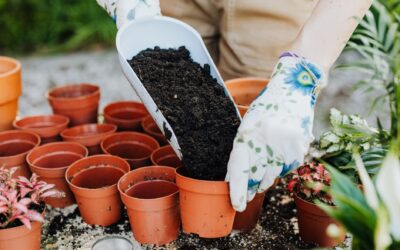 How to spot and fix fertilizer burn for healthier home growing