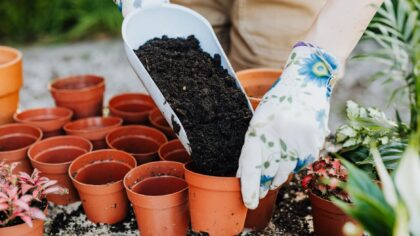 How to spot and fix fertilizer burn for healthier home growing