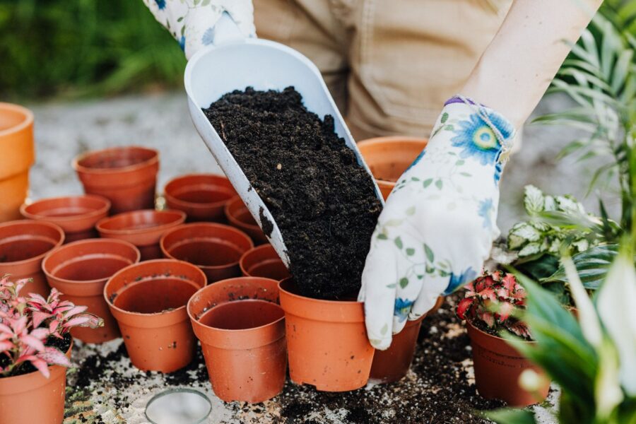 Container plants brown
