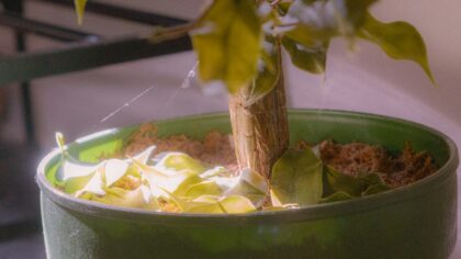 How to spot and fix overwatering before your plants start to decline