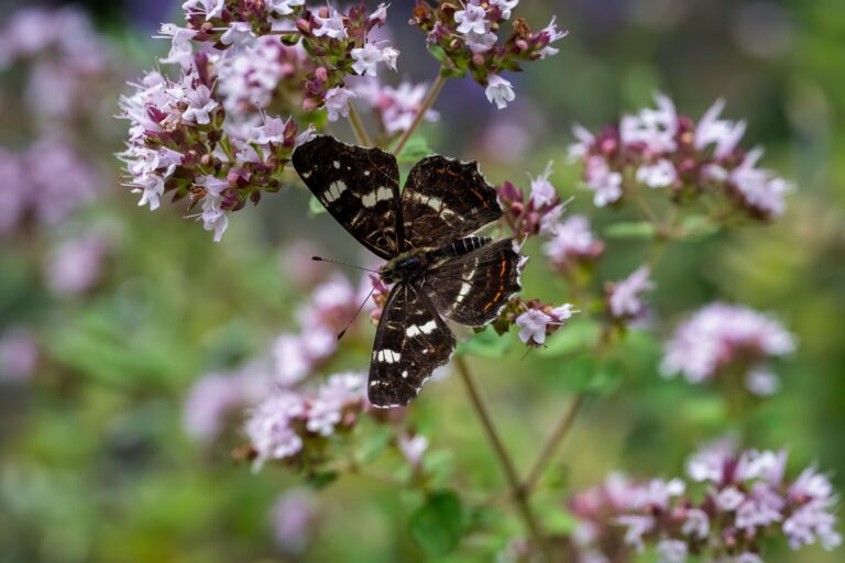 Oregano flowers butterfly