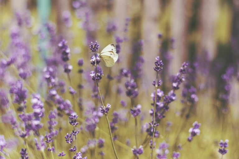 Butterfly lavender herb