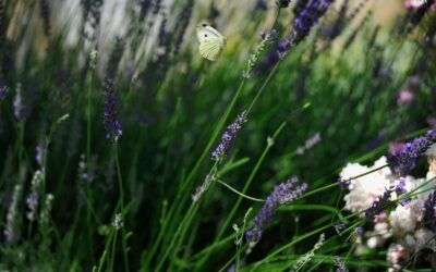 How to start a butterfly border with flowers and herbs that also feed your kitchen