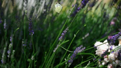 How to start a butterfly border with flowers and herbs that also feed your kitchen