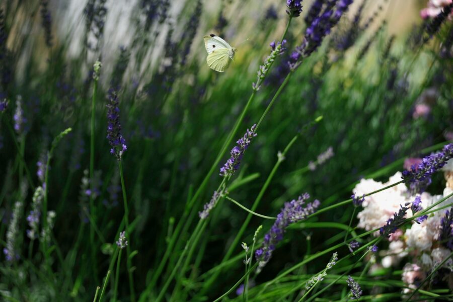 Butterfly lavender herb