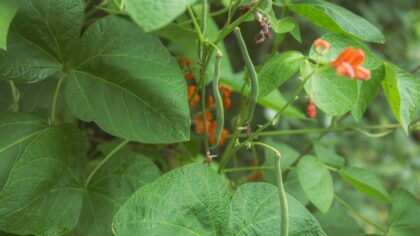 How to train climbing beans on simple supports for a more productive plot