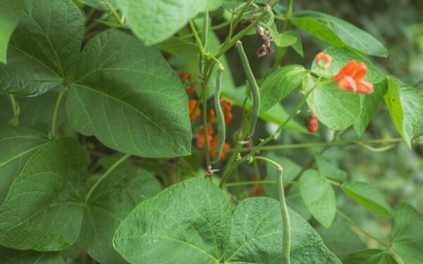 How to train climbing beans on simple supports for a more productive plot