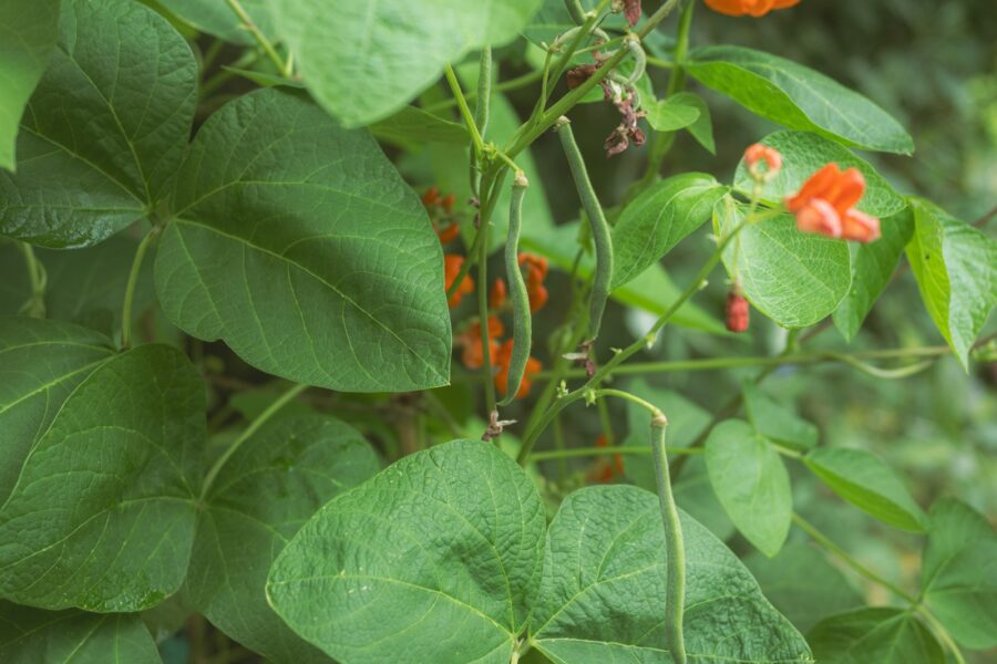 Climbing beans teepee