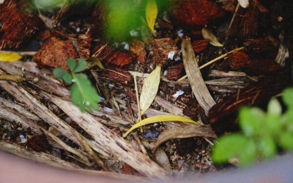 How to use fallen leaves and kitchen scraps to quietly improve your soil