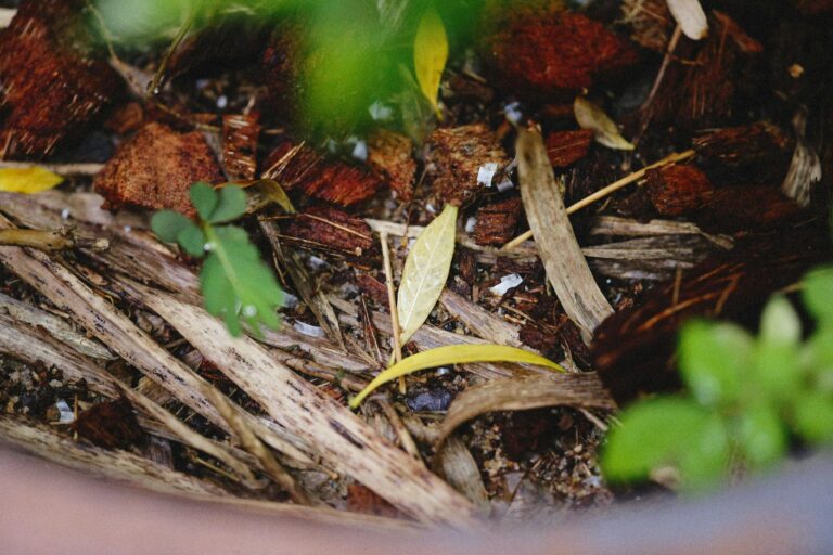Backyard compost pile